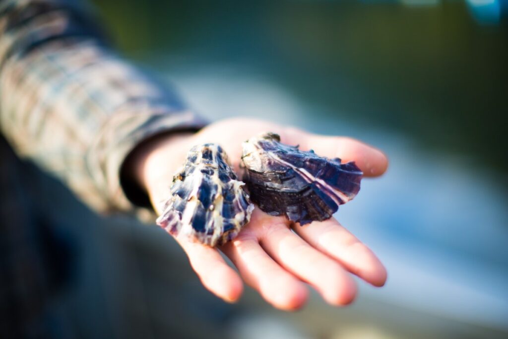 canadian-seafood-processing-export-navigator